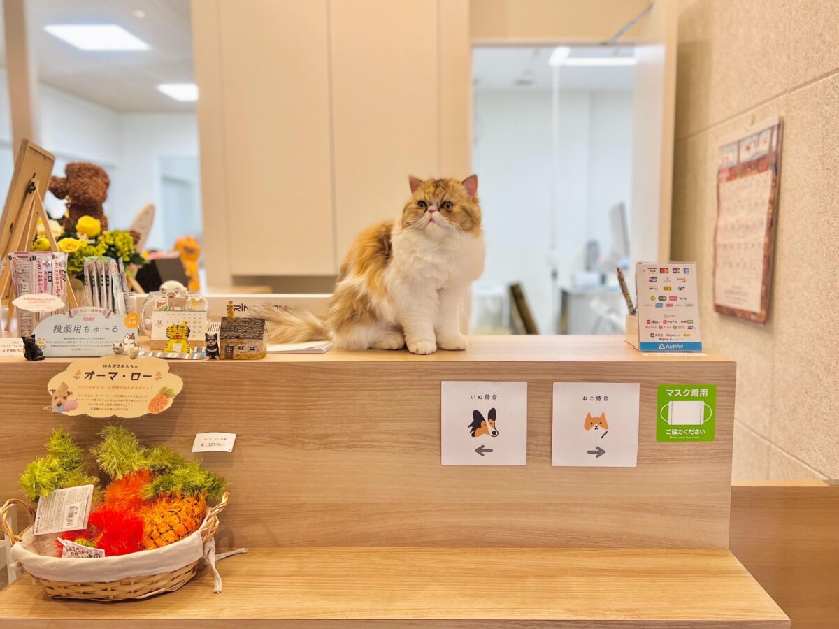 京橋コパン動物病院イメージ写真